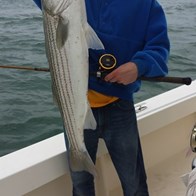 Striped Bass Charter Fishing on Cape Cod