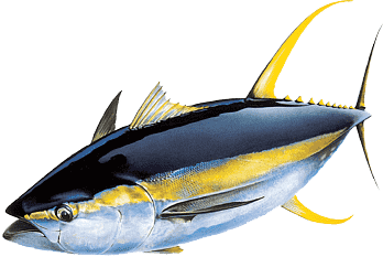 Charter Fishing Atlantic Bluefin Tuna